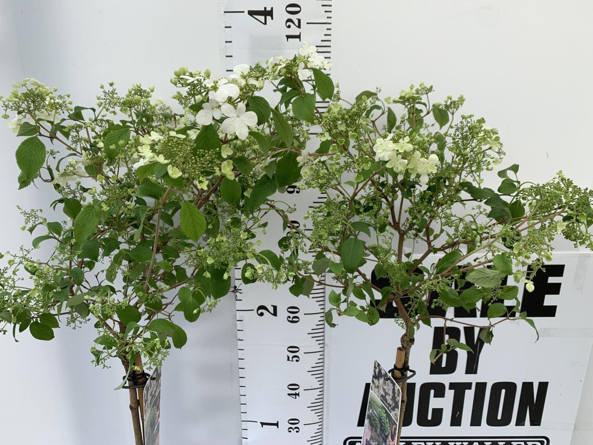 TWO VIBURNUM PLICATUM 'WATANABE' STANDARD TREES APPROX 120CM IN HEIGHT IN 3LTR POTS PLUS VAT TO BE - Image 2 of 5