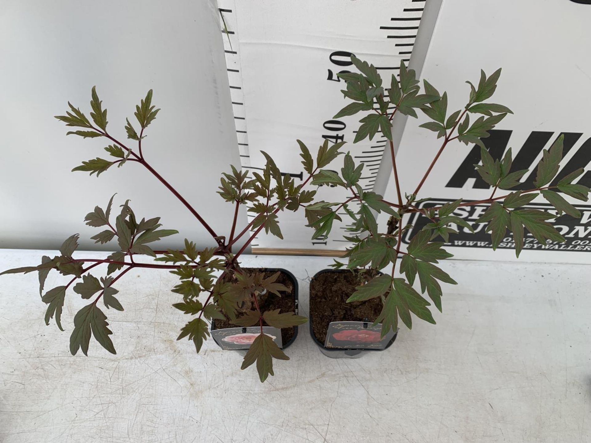 TWO JAPANESE TREE PEONIES IN RED AND PINK IN 1 LTR POTS HEIGHT 55CM PLUS VAT TO BE SOLD FOR THE TWO - Bild 2 aus 5