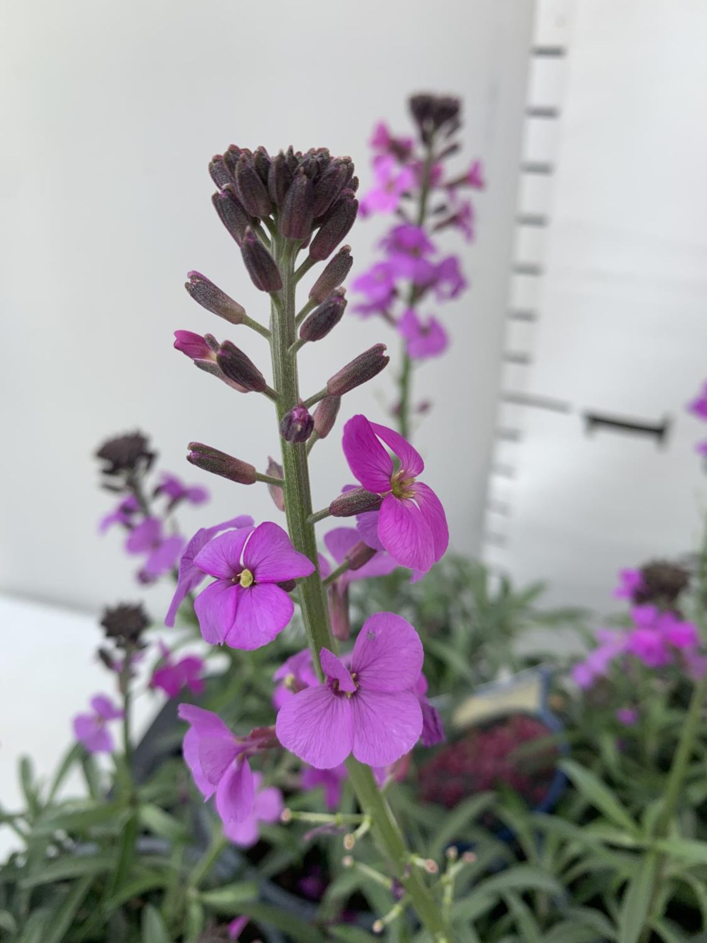 SIX ERYSIMUM BOWLES MAUVE IN 2 LTR POTS 40-50CM TALL TO BE SOLD FOR THE SIX PLUS VAT - Image 3 of 5