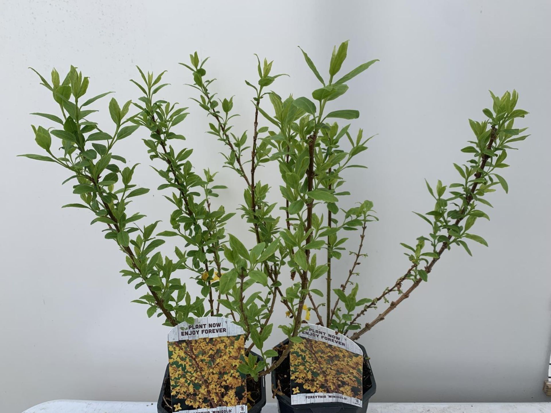 TWO FORSYTHIA 'MINIGOLD' APPROX 60CM IN HEIGHT IN 2 LTR POTS PLUS VAT TO BE SOLD FOR THE TWO - Image 3 of 5