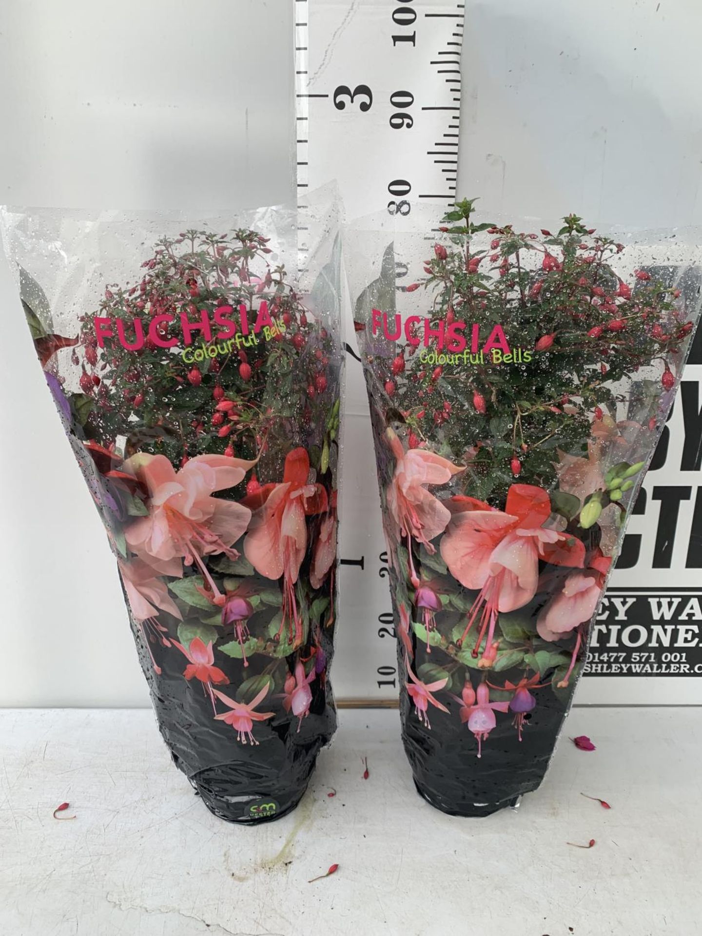 TWO BELLA STANDARD FUCHSIA IN A 3 LTR POTS 70CM -80CM TALL TO BE SOLD FOR THE TWO PLUS VAT - Bild 5 aus 5