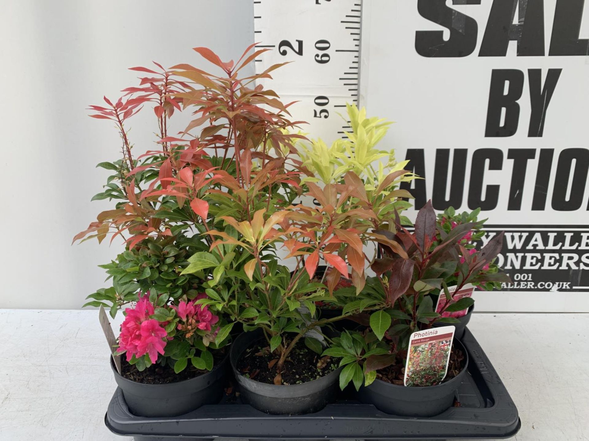 SIX MIXED SHRUBS IN 2 LTR POTS TO INCLUDE PHOTINIA, AZALEAS, PIERIS ETC APPROX 50CM IN HEIGHT PLUS