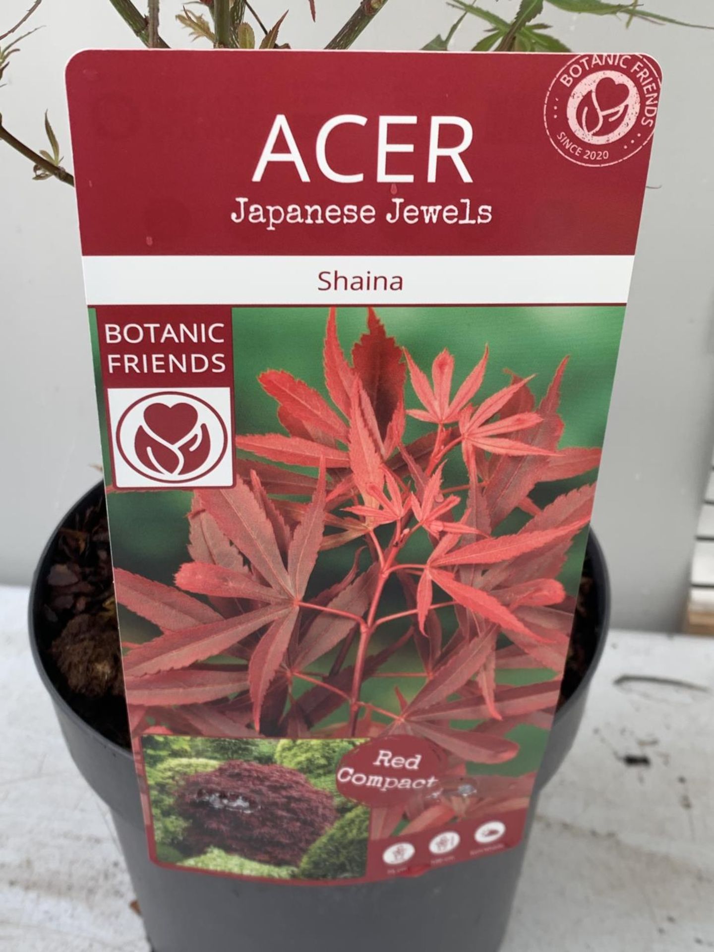 TWO ACER PALMATUM JAPANESE JEWELS TO INCLUDE TAYLOR AND SHAINIA IN 3 LTR POTS 60-70CM TALL TO BE - Image 9 of 9