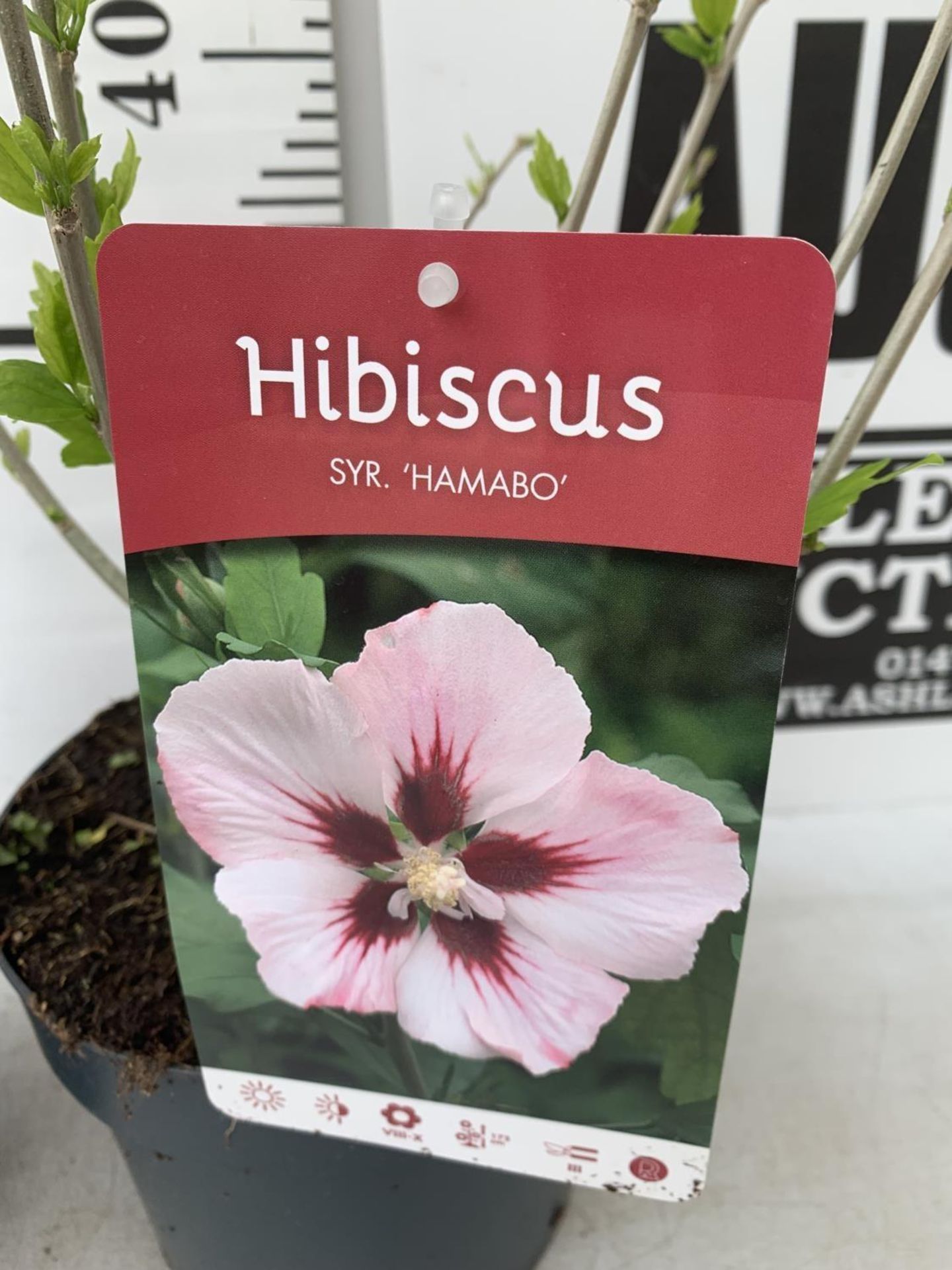TWO HIBISCUS SYRIACUS WHITE/ PINK 'HAMABO' AND 'MARINA' BLUE APPROX 60CM IN HEIGHT IN 3 LTR POTS - Bild 4 aus 5
