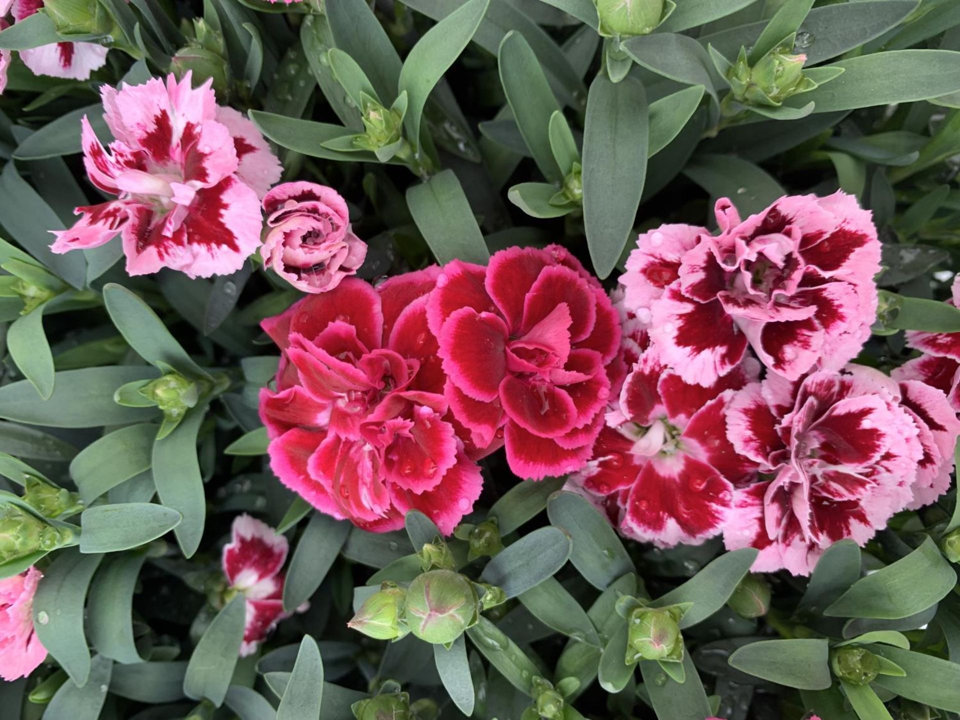 SIX POTS OF DIANTHUS TRIO MIXED WITH THREE VARIETIES IN EACH POT SIZE P15 HEIGHT 30CM TO BE SOLD FOR - Image 3 of 4