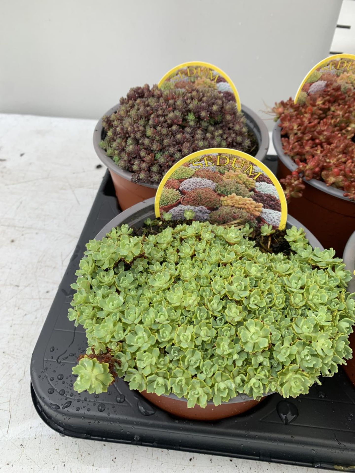 EIGHT VARIOUS VARIETIES OF SEDUM WITH CARDS IN SIZE P13 POTS TO BE SOLD FOR THE EIGHT PLUS VAT - Image 2 of 6