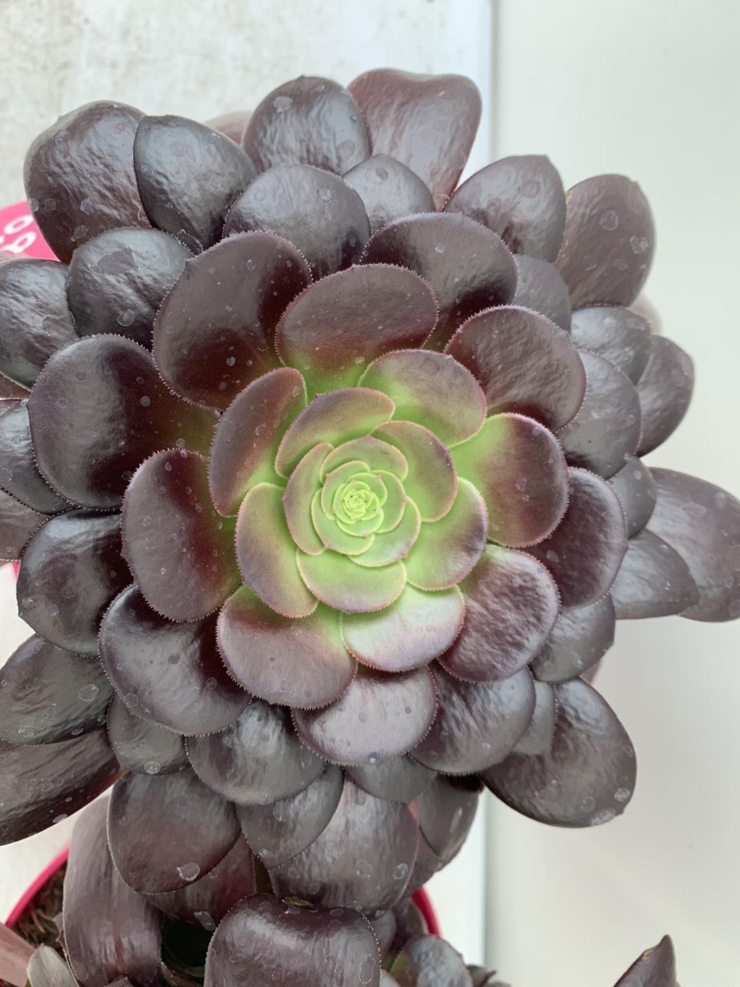TWO AEONIUM ARBOREUM VELOURS IN 1 LTR POTS 25CM IN HEIGHT PLUS VAT TO BE SOLD FOR THE TWO - Image 4 of 4