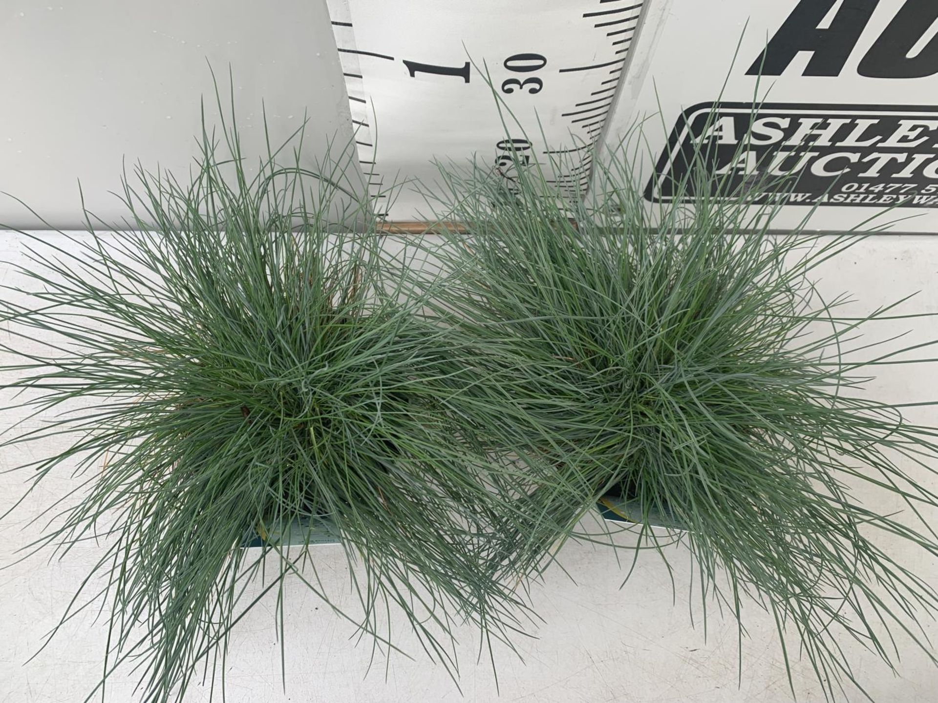 TWO FESTUCA GLAUCA 'INTENSE BLUE' ORNAMENTAL GRASSES IN 2 LTR POTS APPROX 40CM IN HEIGHT PLUS VAT TO - Image 2 of 4
