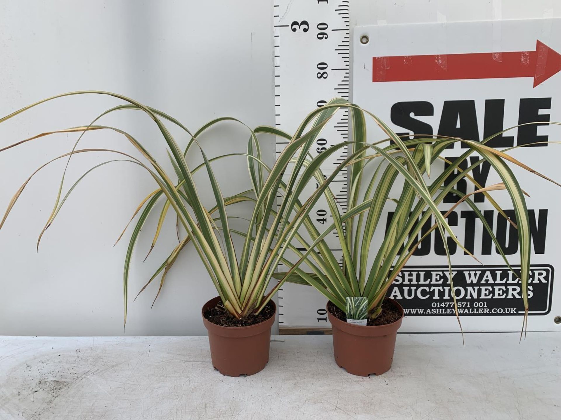 TWO GREEN PHORMIUM TENAX 'CREAM DELIGHT' APPROX 70CM IN HEIGHT IN 3 LTR POTS PLUS VAT TO BE SOLD FOR