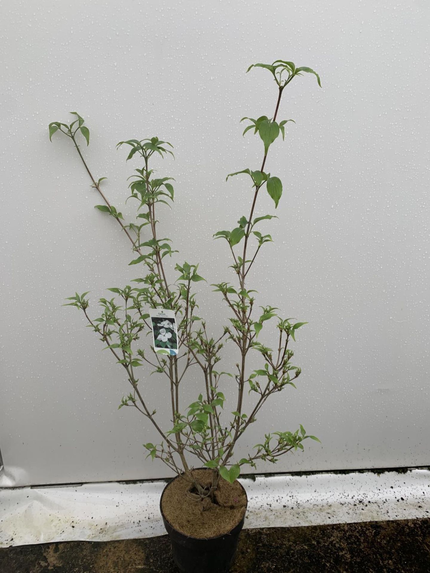 ONE CORNUS KOUSA 'CHINA GIRL' TREE APPROX 130CM IN HEIGHT IN A 7 LTR POT PLUS VAT - Image 4 of 7