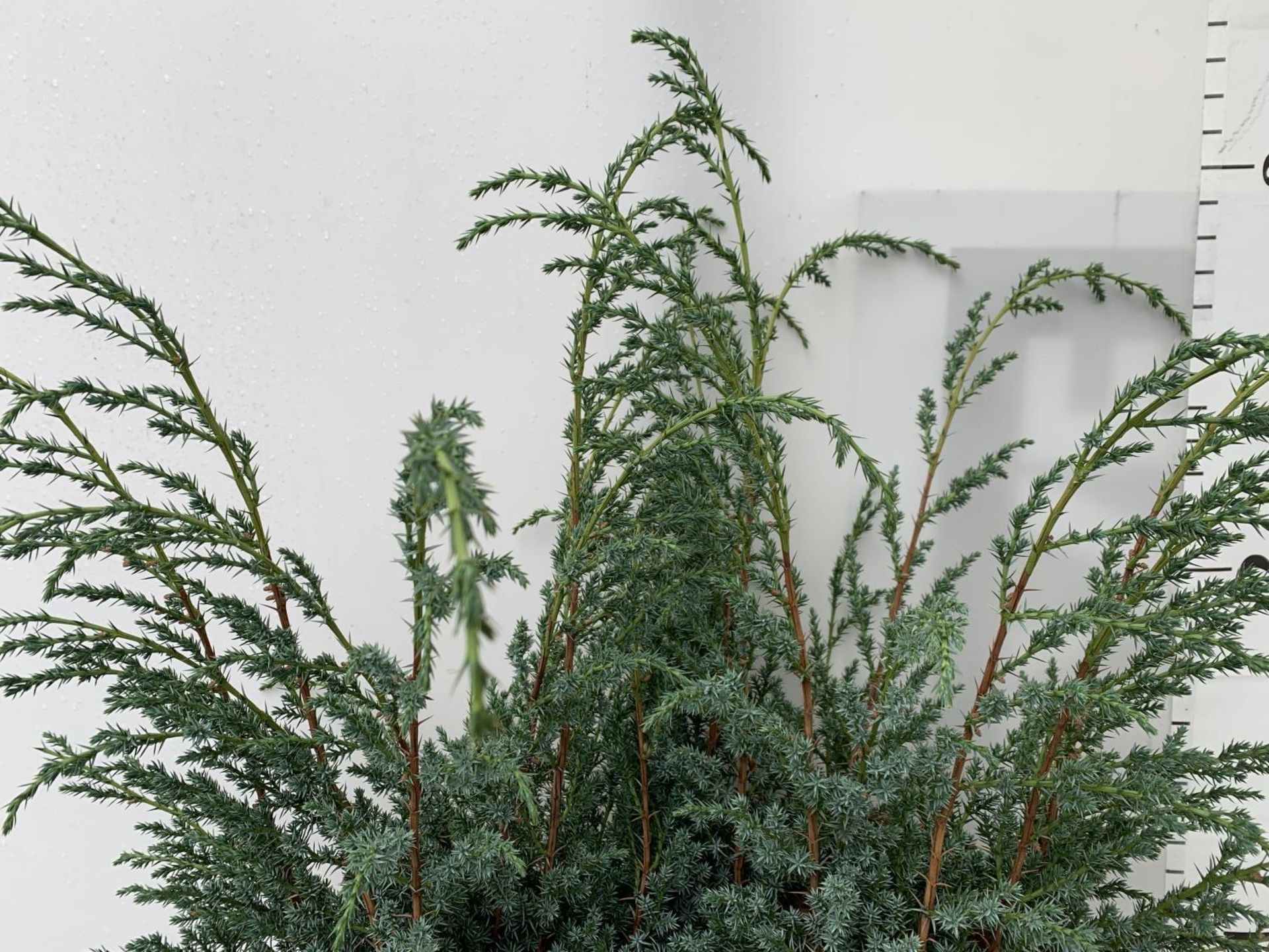 TWO JUNIPERUS CHINENSIS BLUE ALPS IN 7 LTR POTS A METRE IN HEIGHT PLUS VAT TO BE SOLD FOR THE TWO - Image 9 of 11