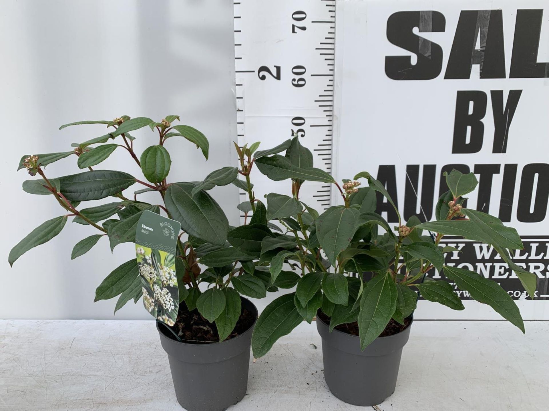 TWO VIBURNUM 'DAVIDII' IN 2LTR POTS APPROX 40CM IN HEIGHT TO BE SOLD FOR THE TWO PLUS VAT