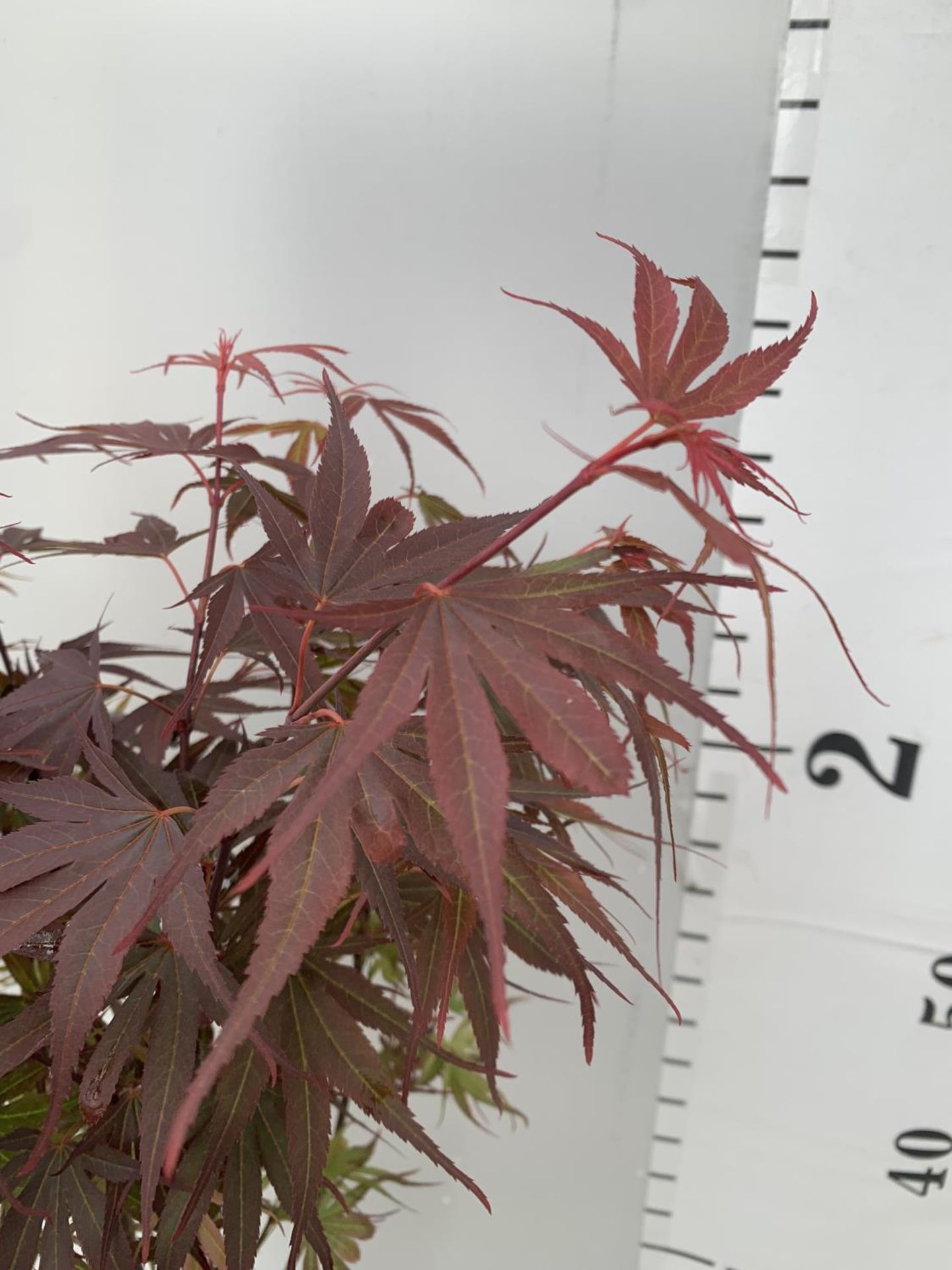 TWO ACER PALMATUM JAPANESE JEWELS IN 3 LTR POTS TO INCLUDE AN ORANGE DREAM AND A SHAINA 70 -80CM - Image 6 of 7
