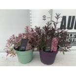 TWO HEBES WILD ROMANCE AND BLONDIE IN 2 LTR POTS HEIGHT 35CM PLUS VAT TO BE SOLD FOR THE TWO