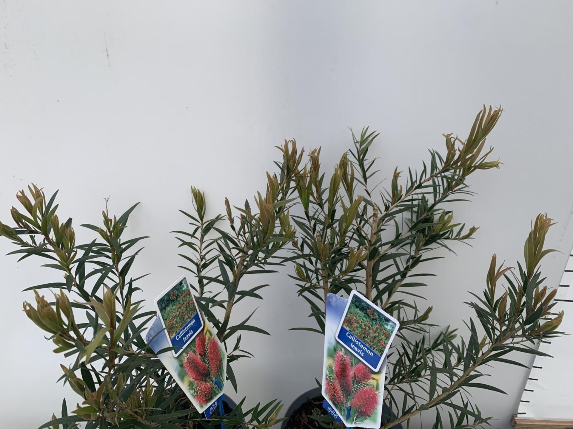 TWO CALLISTEMON LAEVIS IN 2 LTR POTS 50CM IN HEIGHT PLUS VAT TO BE SOLD FOR THE TWO - Image 3 of 4