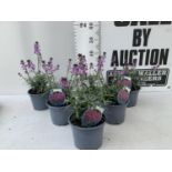 SIX ERYSIMUM BOWLES MAUVE IN 2 LTR POTS 40-50CM TALL TO BE SOLD FOR THE SIX PLUS VAT