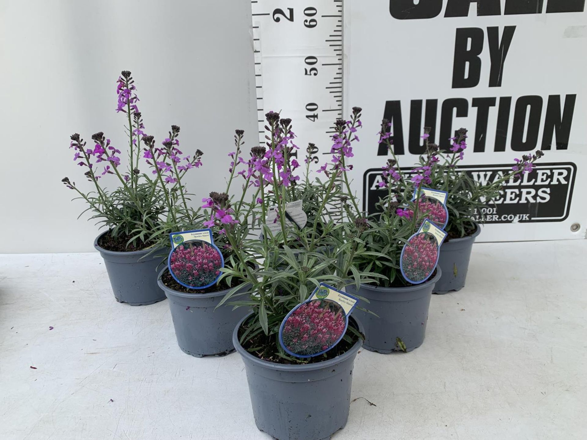 SIX ERYSIMUM BOWLES MAUVE IN 2 LTR POTS 40-50CM TALL TO BE SOLD FOR THE SIX PLUS VAT