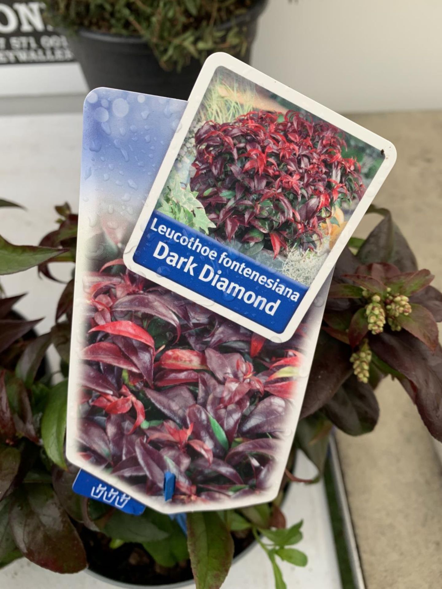 TWO LEUCOTHOE DARK DIAMOND AND ROYAL RUBY IN 2 LTR POTS 35CM TALL PLUS VAT TO BE SOLD FOR THE TWO - Image 4 of 5