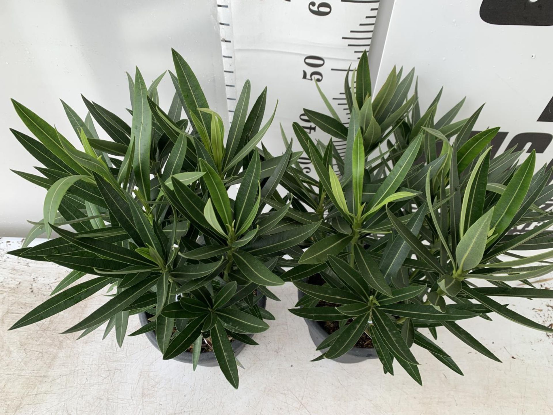 TWO OLEANDER NERIUM SHRUBS MULTICOLOURED APPROX 60CM TALL IN 4 LTR POTS PLUS VAT TO BE SOLD FOR - Image 3 of 10