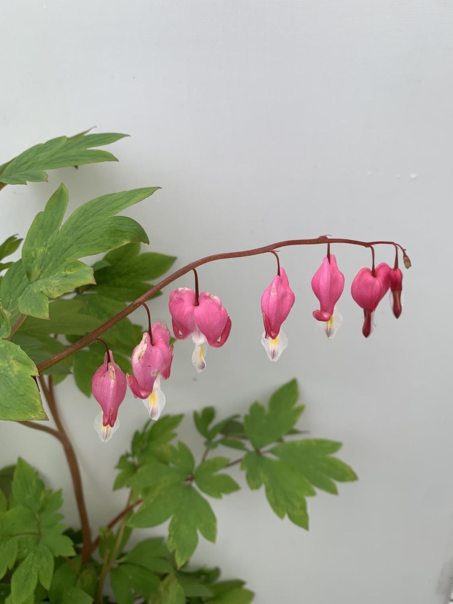 SIX DICENTRA SPECTABILIS BLEEDING HEART 50CM TALL IN 2 LTR POTS TO BE SOLD FOR THE SIX PLUS VAT - Image 6 of 9