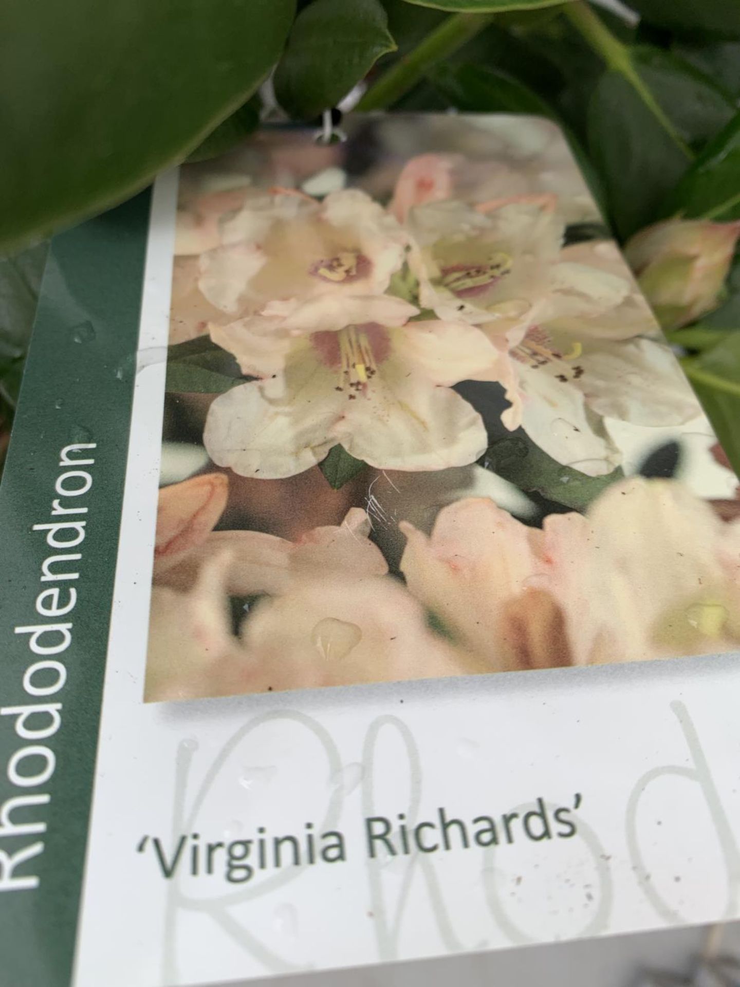 TWO RHODODENDRON PONTICUM VARIEGATUM AND VIRGINIA RICHARDS IN 5 LTR POTS 60CM TALL PLUS VAT TO BE - Image 5 of 6