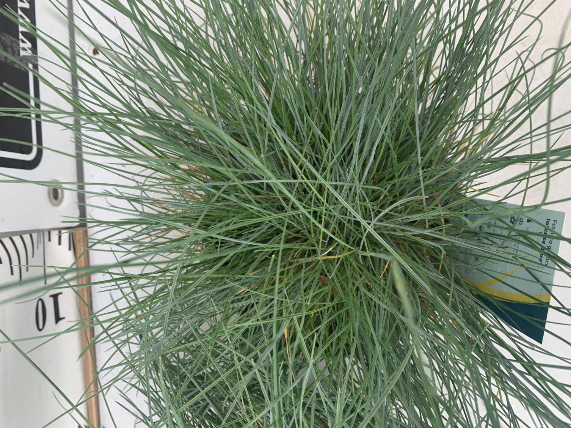 TWO FESTUCA GLAUCA 'INTENSE BLUE' ORNAMENTAL GRASSES IN 2 LTR POTS APPROX 35CM IN HEIGHT PLUS VAT TO - Image 3 of 4