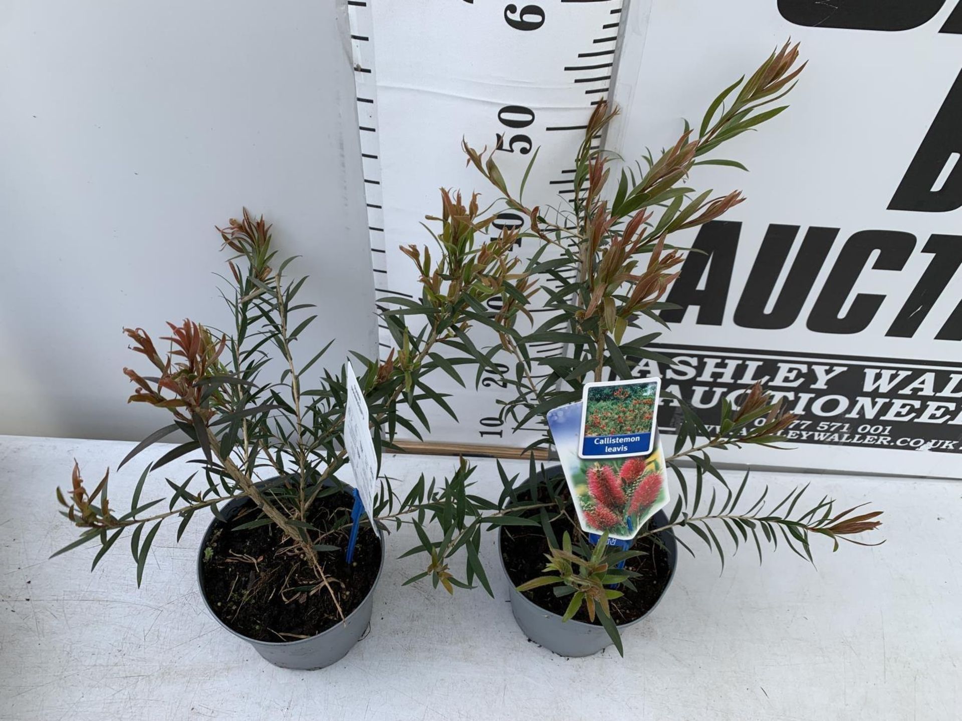 TWO CALLISTEMON LAEVIS IN 2 LTR POTS 50CM IN HEIGHT PLUS VAT TO BE SOLD FOR THE TWO - Image 4 of 9