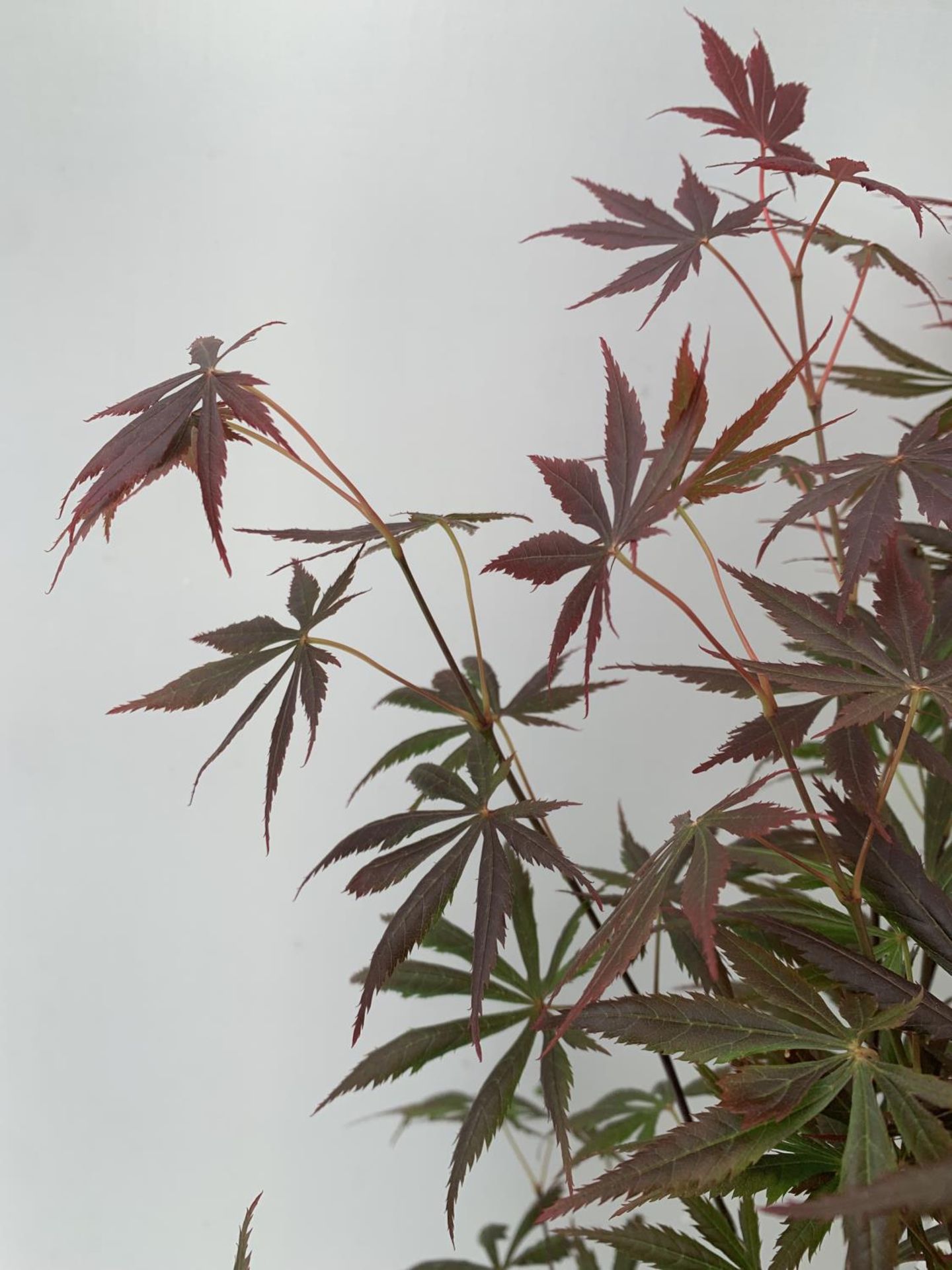 TWO ACER PALMATUM JAPANESE JEWELS IN 3 LTR POTS TO INCLUDE A TROMPENBURG AND A SHAINA 70 -80CM - Bild 4 aus 8