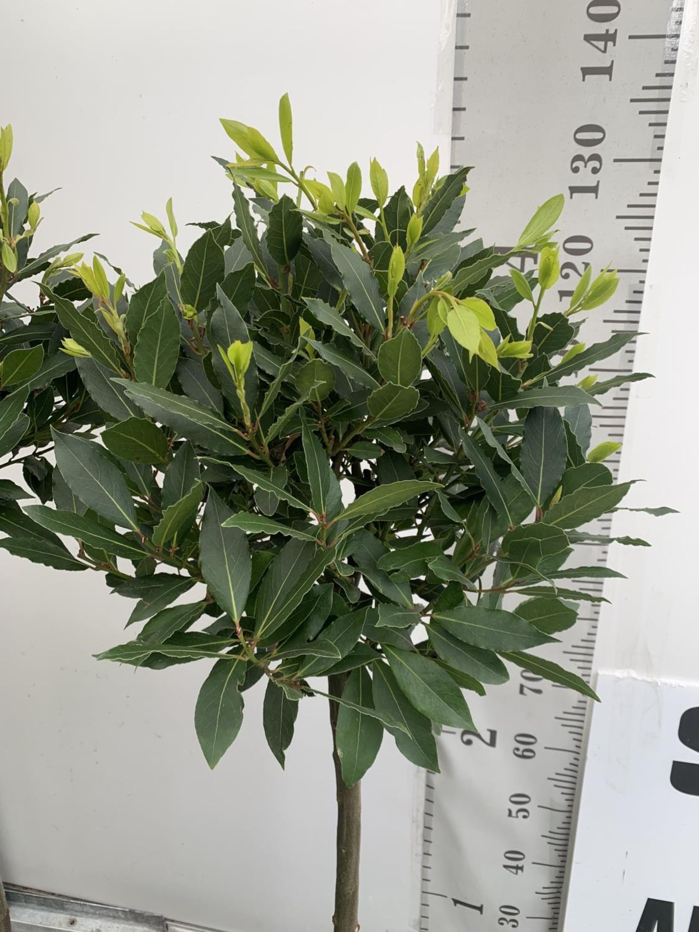 A PAIR OF STANDARD BAY TREES LAURUS NOBILIS IN 10 LTR POTS APPROX 130CM IN HEIGHT TO BE SOLD FOR THE - Image 2 of 5