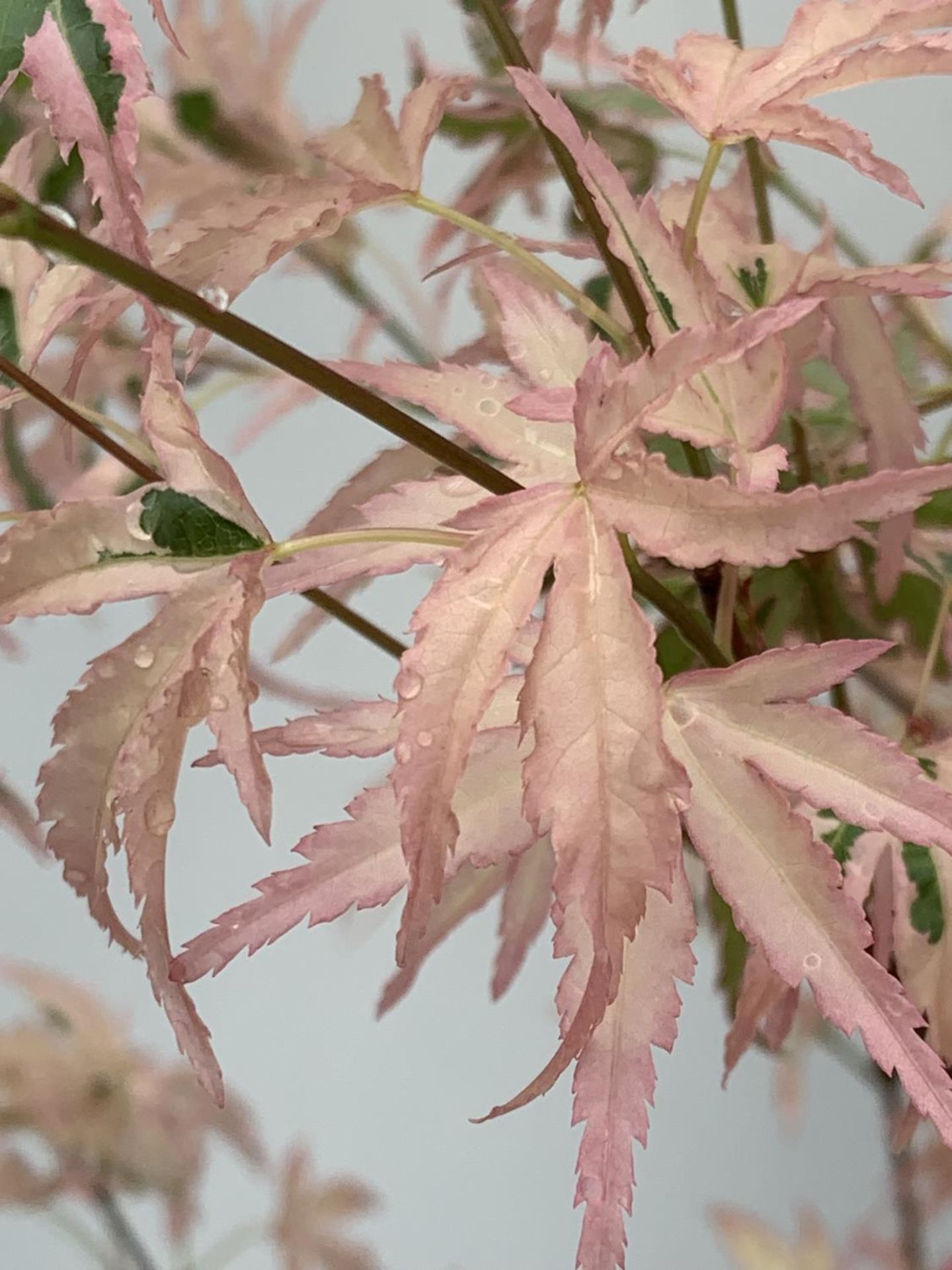 TWO ACER PALMATUM JAPANESE JEWELS TO INCLUDE TAYLOR AND SHAINIA IN 3 LTR POTS 60-70CM TALL TO BE - Image 4 of 9