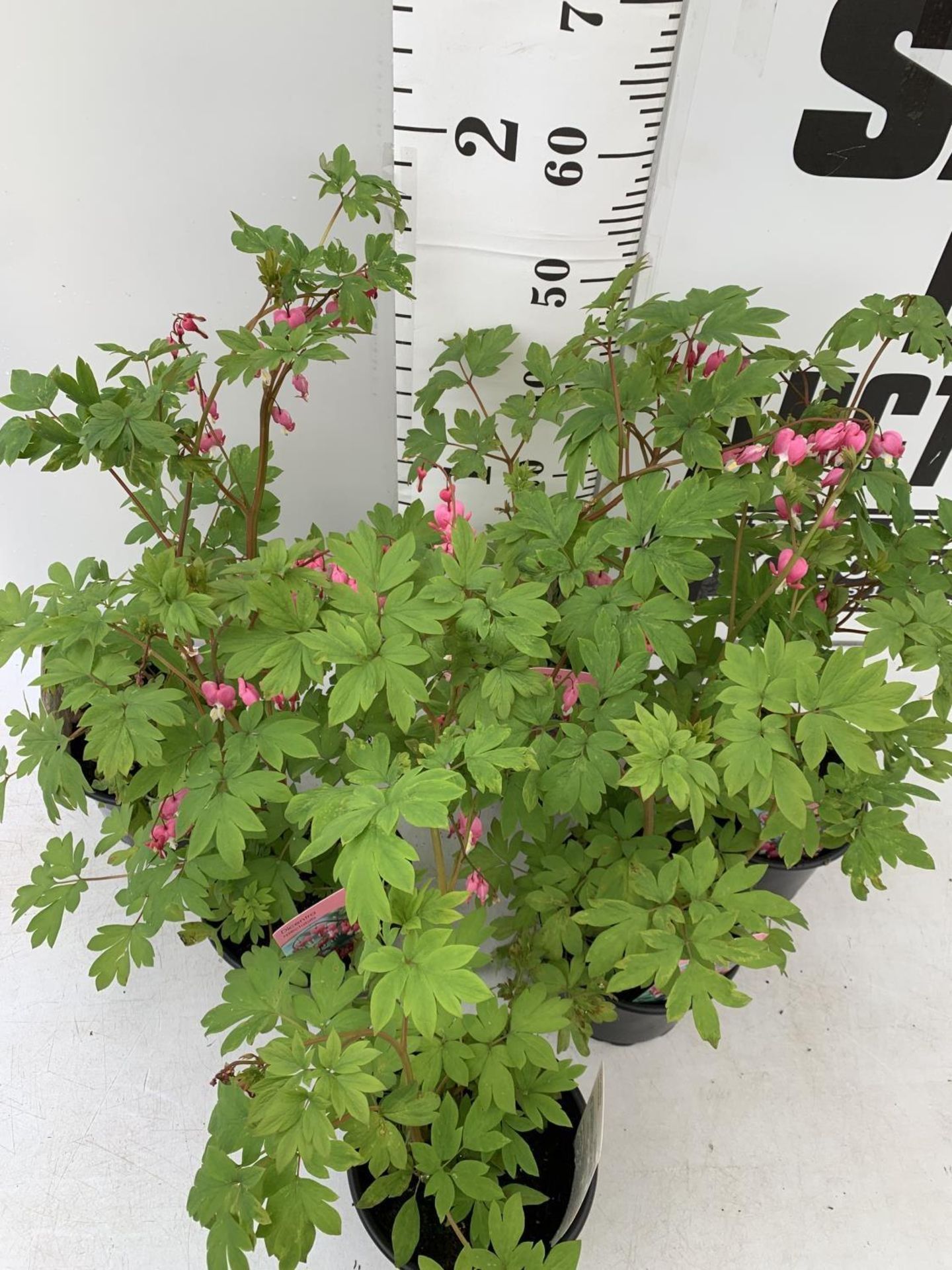 SIX DICENTRA SPECTABILIS BLEEDING HEART 50CM TALL IN 2 LTR POTS TO BE SOLD FOR THE SIX PLUS VAT - Image 4 of 9