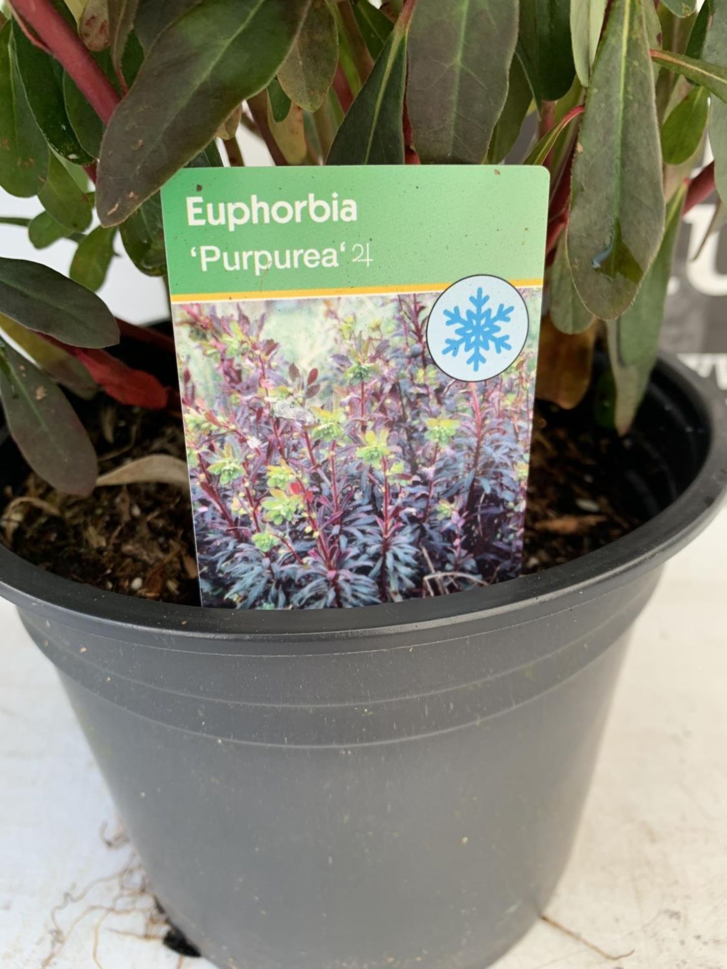 TWO EUPHORBIA PURPUREA 60CM IN HEIGHT IN 2 LTR POTS PLUS VAT TO BE SOLD FOR THE TWO - Image 5 of 6