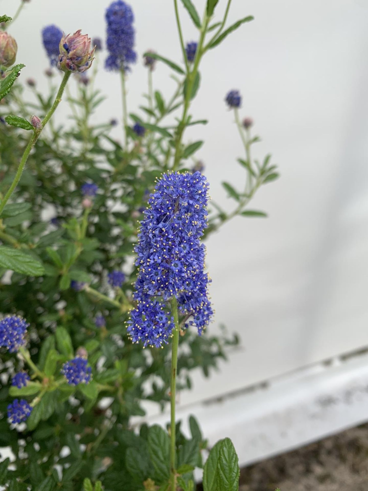 TWO CEANOTHUS STANDARD TREES 'CONCHA' IN FLOWER APPROX 120CM IN HEIGHT IN 3 LTR POTS PLUS VAT TO - Image 6 of 6