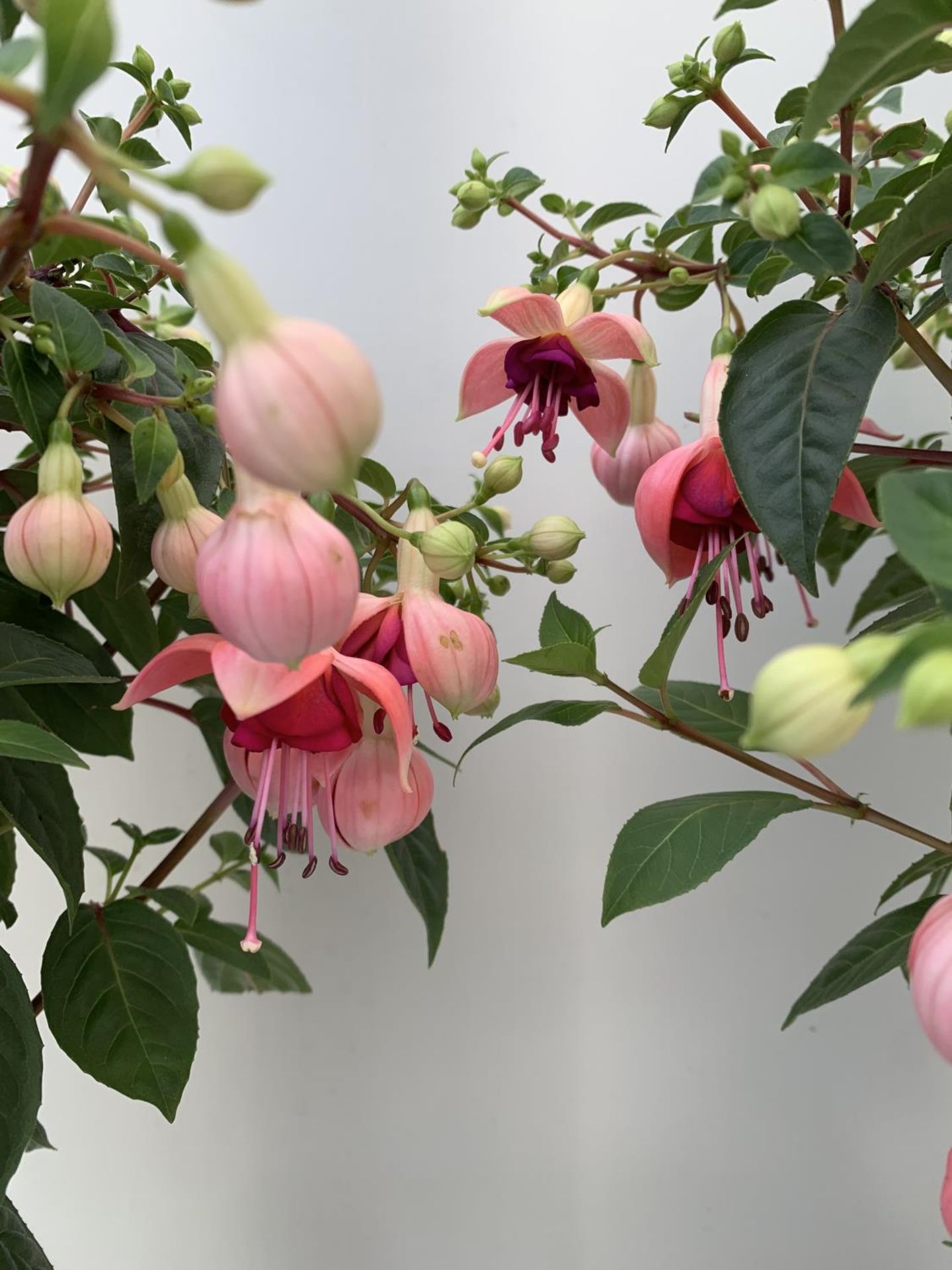 TWO BELLA STANDARD PINK FUCHSIA IN A 3 LTR POTS 70CM -80CM TALL TO BE SOLD FOR THE TWO PLUS VAT - Image 3 of 5