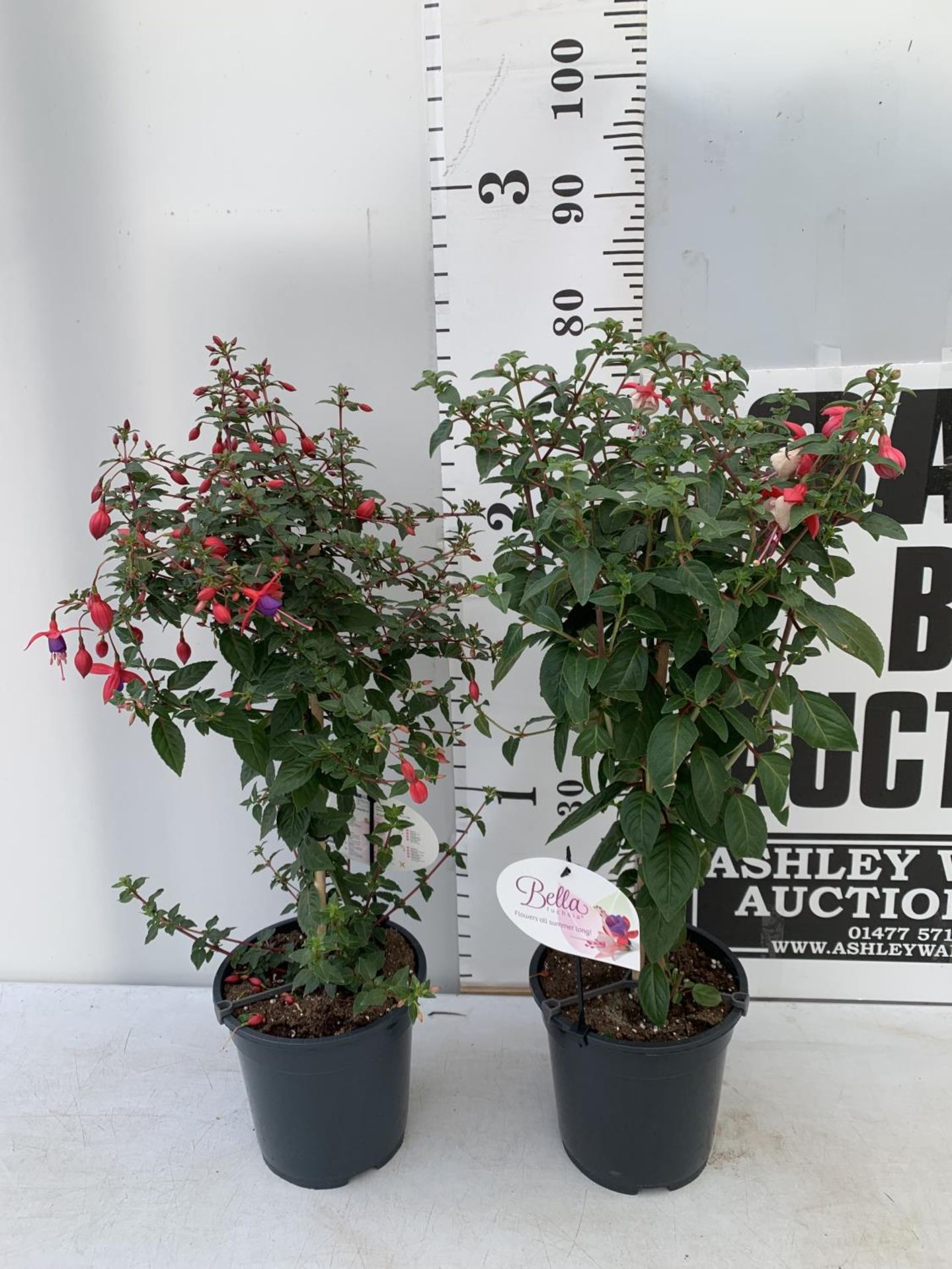TWO BELLA STANDARD RED/WHITE AND RED/PURPLE FUCHSIA IN A 3 LTR POTS 70CM -80CM TALL TO BE SOLD FOR