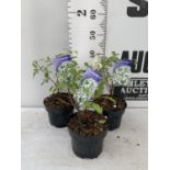THREE EXOCHORDA BLUSHING PEARL IN 2 LTR POTS 40CM TALL PLUS VAT TO BE SOLD FOR THE THREE