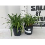 TWO AGAPANTHUS AFRICANUS 'EVER SAPPHIRE' IN 4 LTR POTS APPROX 55CM IN HEIGHT PLUS VAT TO BE SOLD FOR