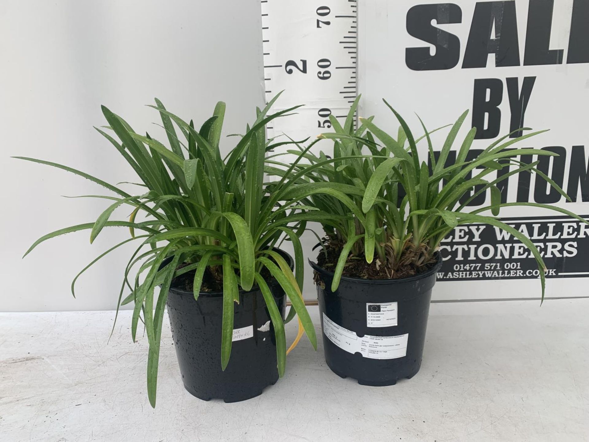 TWO AGAPANTHUS AFRICANUS 'EVER SAPPHIRE' IN 4 LTR POTS APPROX 55CM IN HEIGHT PLUS VAT TO BE SOLD FOR