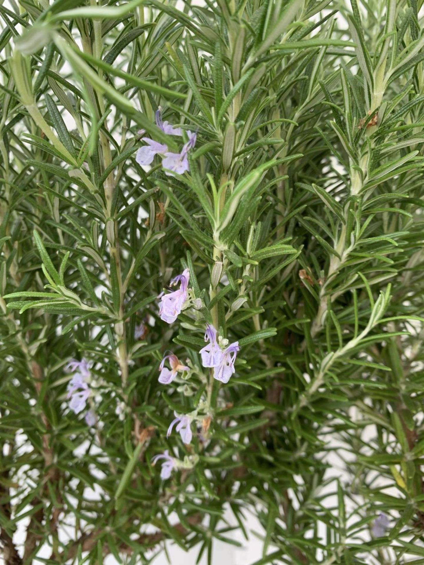 TWO ROSEMARY OFFICINALIS STANDARD TREES APPROX 120CM IN HEIGHT IN 3LTR POTS NO VAT TO BE SOLD FOR - Bild 3 aus 4