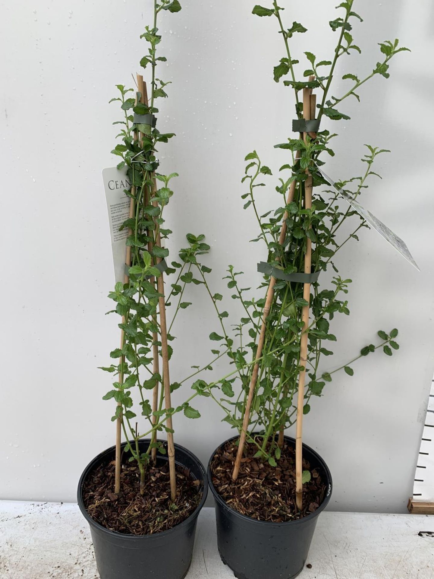 TWO CEANOTHUS 'SPRING PARTY' IN A 2 LTR POT ON A PYRAMID FRAME 90CM TALL PLUS VAT TO BE SOLD FOR THE - Image 5 of 7