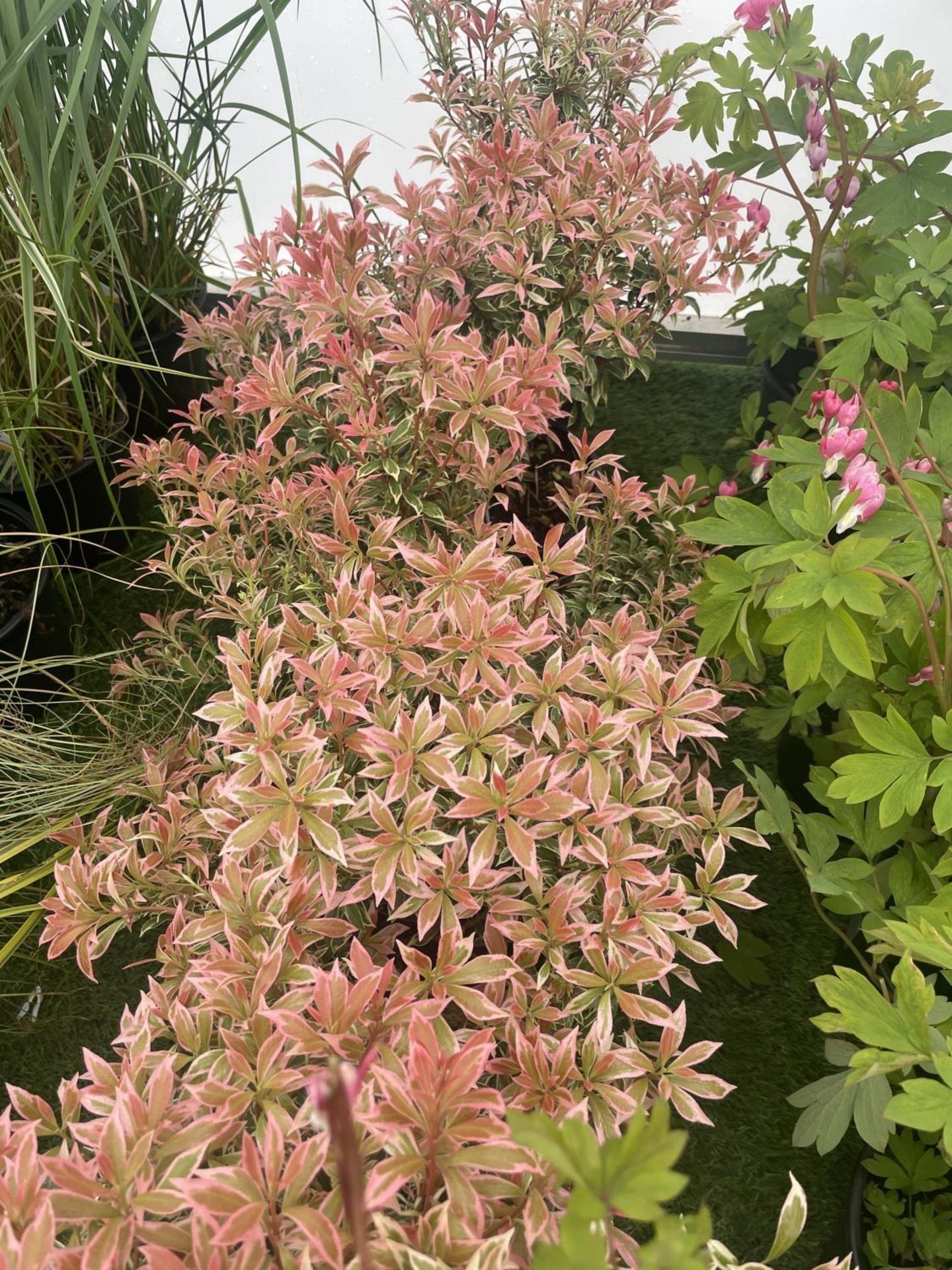 SEVEN PIERIS LITTLE HEATH 45CM TALL IN 2 LTR POTS TO BE SOLD FOR THE SEVEN PLUS VAT - Image 6 of 13