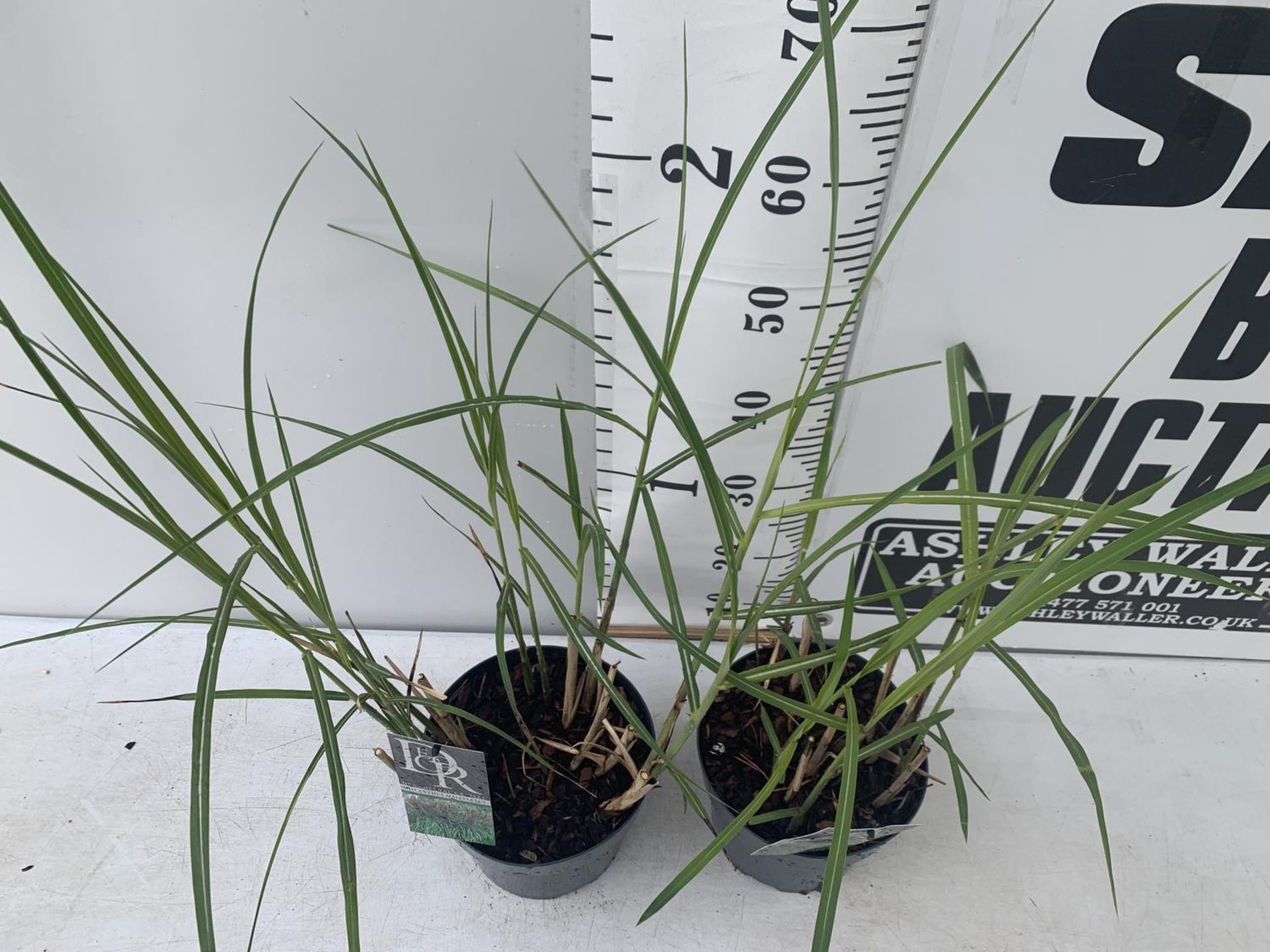 TWO ORNAMENTAL GRASSES MISCANTHUS MALEPARTUS IN 4 LTR POTS APPROX 70CM IN HEIGHT PLUS VAT TO BE SOLD - Image 2 of 4