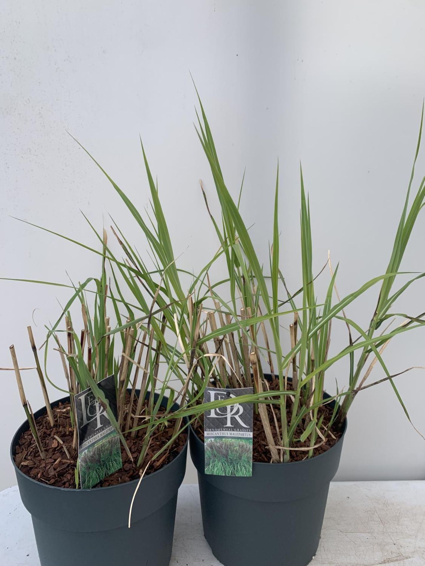 TWO ORNAMENTAL GRASSES 'MISCANTHUS MALEPARTUS' APPROX 75CM IN HEIGHT IN 4 LTR POTS PLUS VAT TO BE - Image 3 of 6