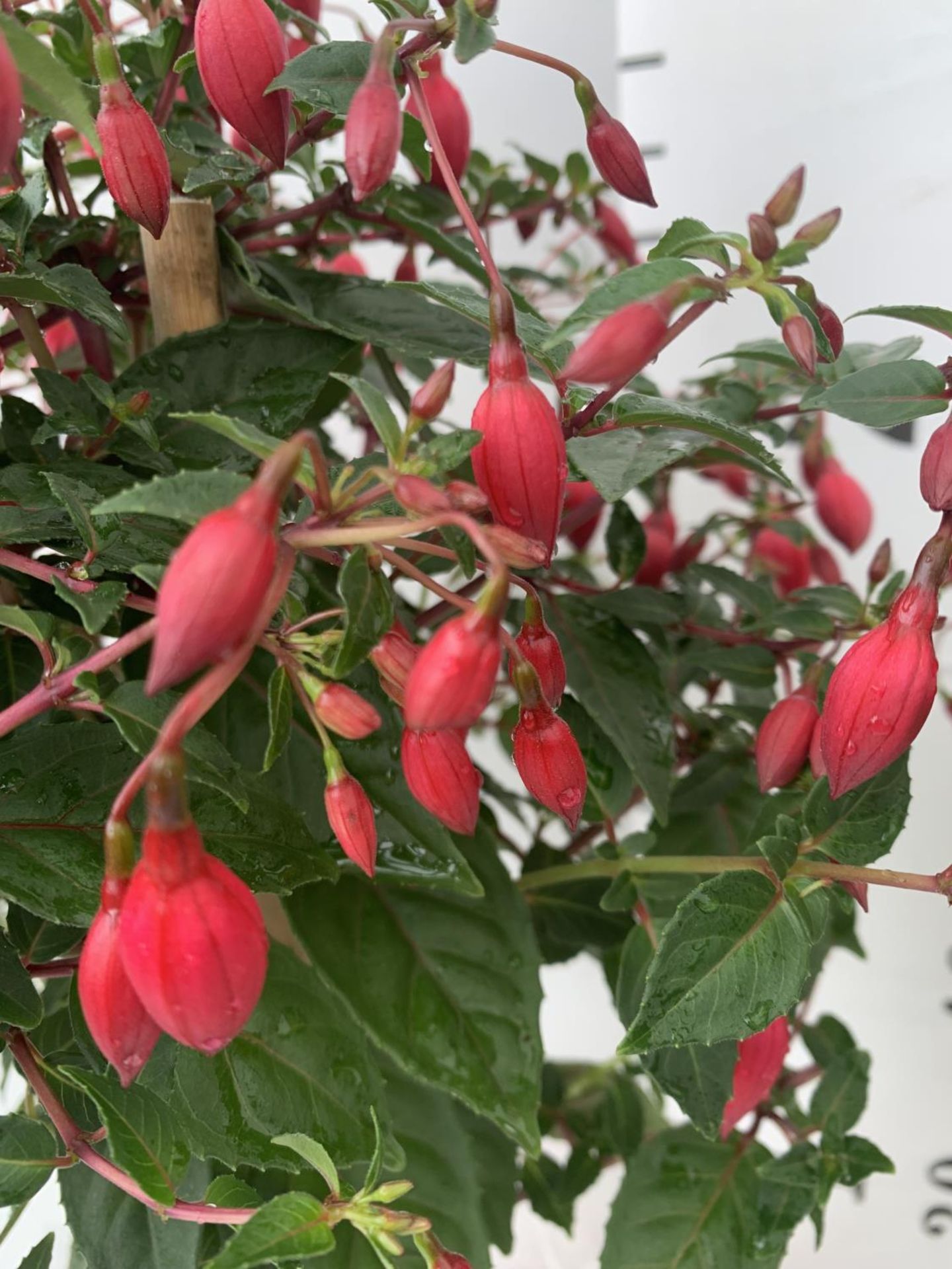 TWO BELLA STANDARD FUCHSIA IN A 3 LTR POTS 70CM -80CM TALL TO BE SOLD FOR THE TWO PLUS VAT - Bild 3 aus 5