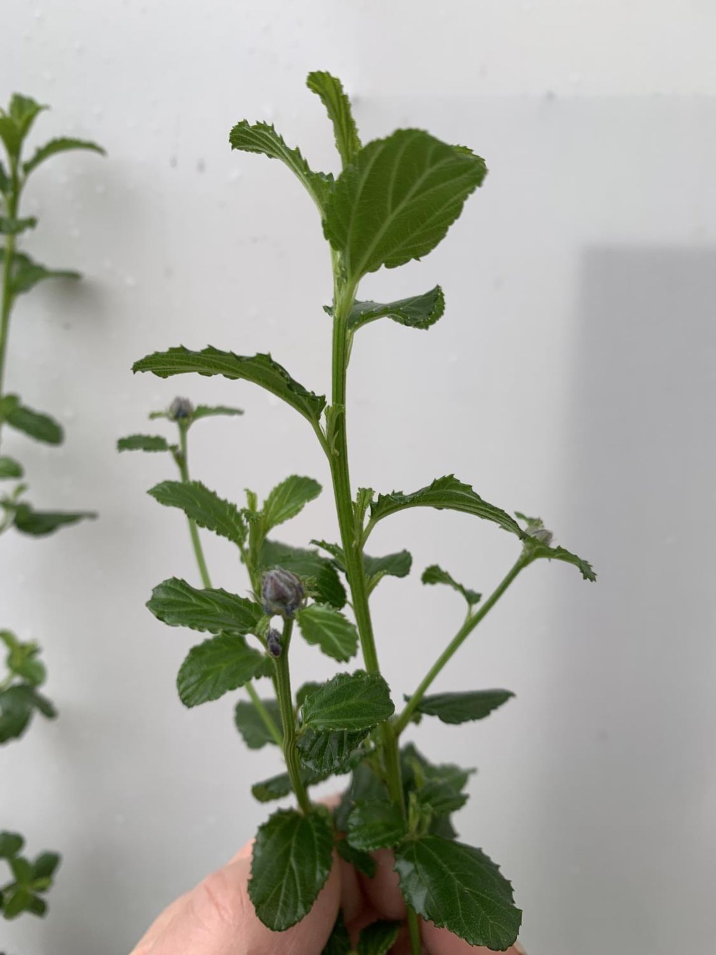 TWO CEANOTHUS 'SPRING PARTY' IN A 2 LTR POT ON A PYRAMID FRAME 90CM TALL PLUS VAT TO BE SOLD FOR THE - Image 7 of 7