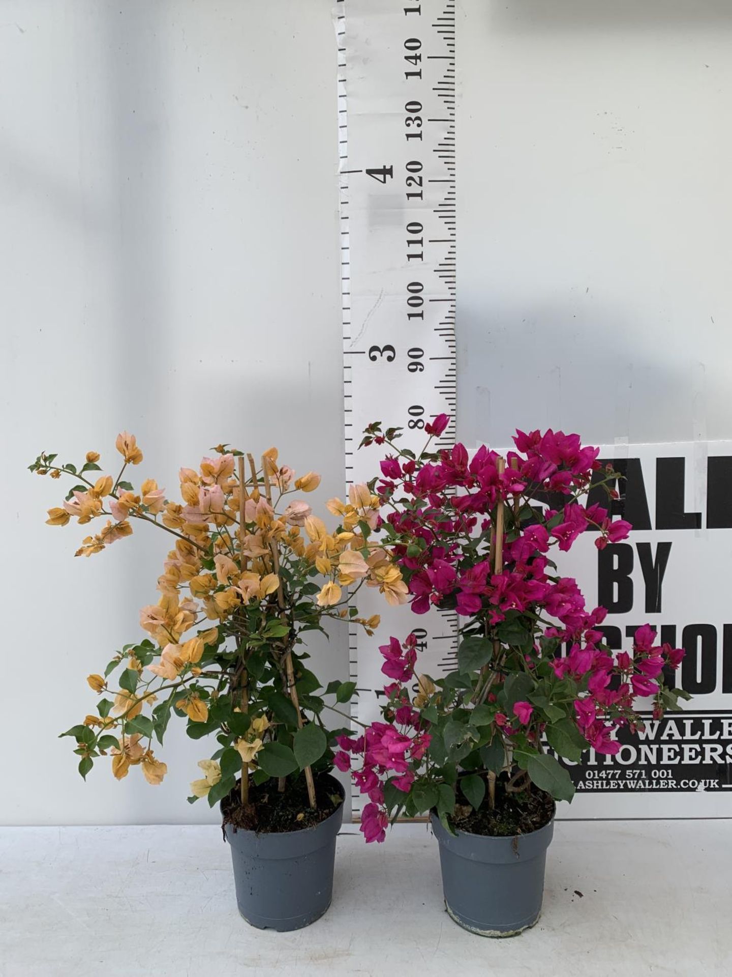 TWO BOUGAINVILLEA SANDERINA ON A PYRAMID FRAME ONE ORGANGE ONE PINK IN 3 LTR POTS HEIGHT 70-80CM.