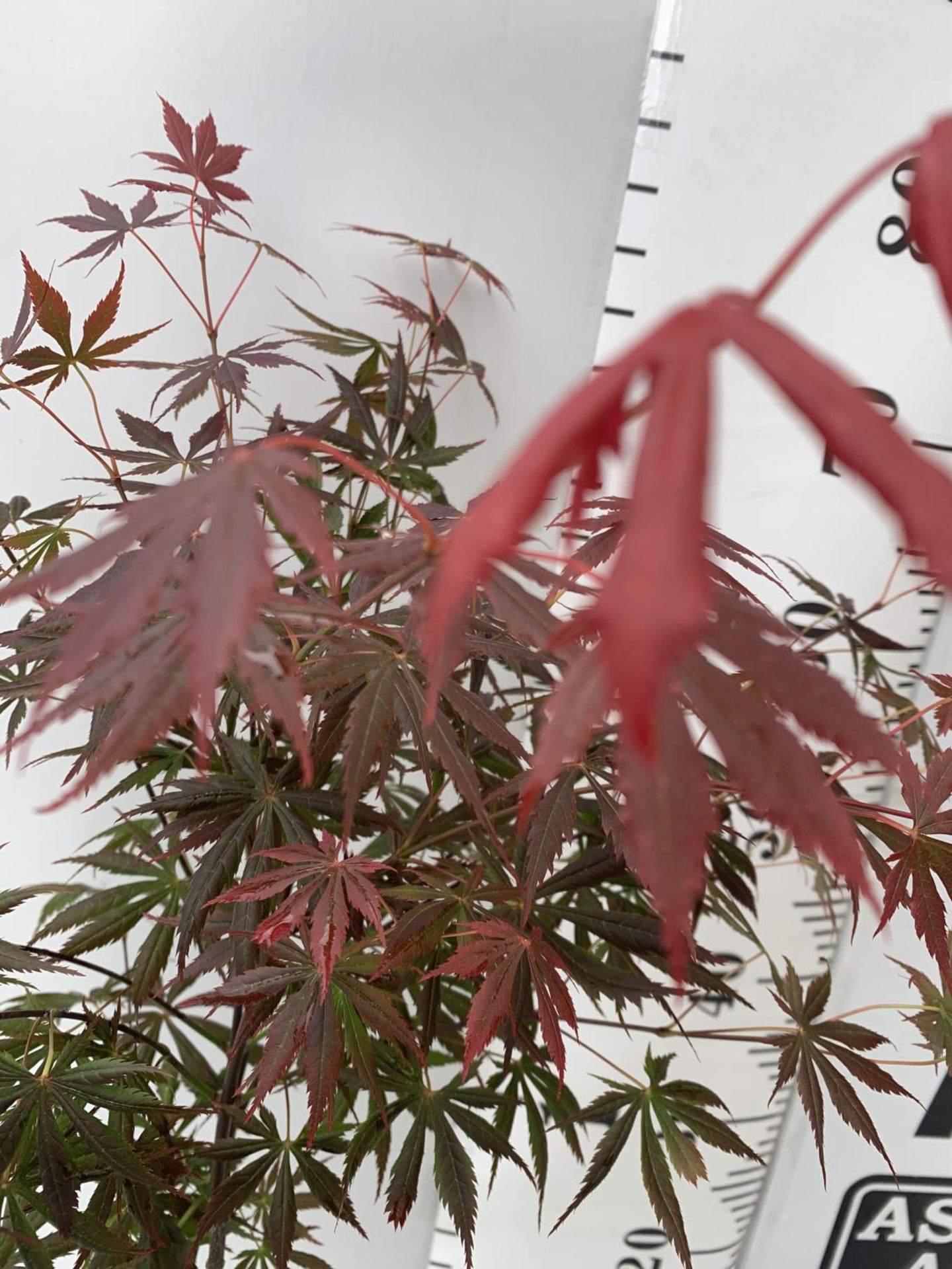 TWO ACER PALMATUM JAPANESE JEWELS IN 3 LTR POTS TO INCLUDE A TROMPENBURG AND A SHAINA 70 -80CM - Bild 3 aus 8