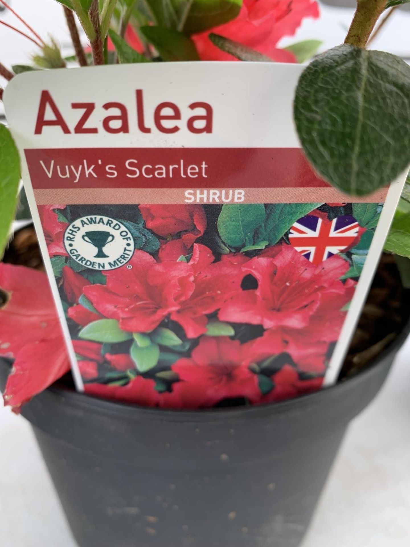 SIX MIXED AZALEA VUYK'S SCARLET, PLEASANT WHITE, MANUSKA, GEISHA RED, ORANGE BEAUTY AND FROSTED - Image 14 of 15