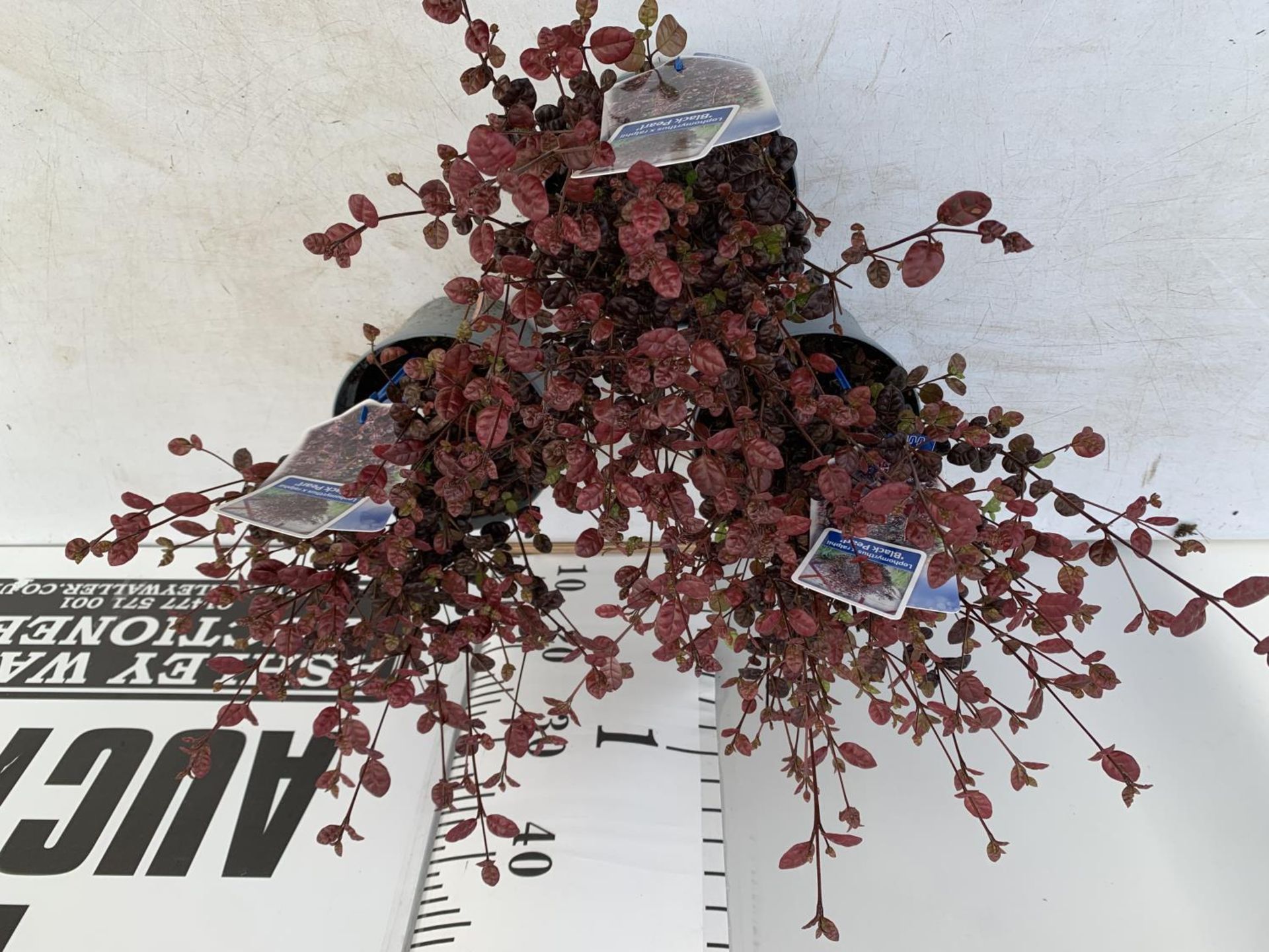 THREE LOPHOMYRTUS RALPHII NEW ZEALAND MYRTLE 'BLACK PEARL' IN 2 LTR POTS HEIGHT 40CM - 50CM TO BE - Image 2 of 4