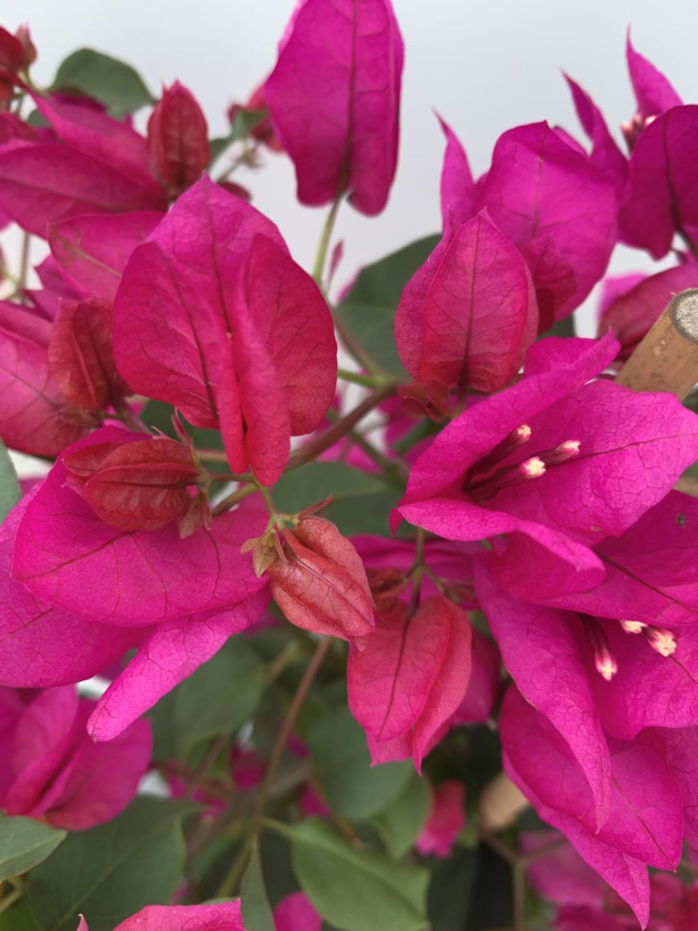 TWO BOUGAINVILLEA SANDERINA ON A PYRAMID FRAME ONE ORGANGE ONE PINK IN 3 LTR POTS HEIGHT 70-80CM. - Image 4 of 5